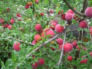 Алыча Prunus divaricataм Персиковая (8 лет)