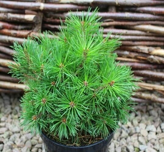 Сосна горная Гном (Pinus mugo Gnom) (бонсай 100-125см, саженец конт. 80) от компании MetSnab - фото 1