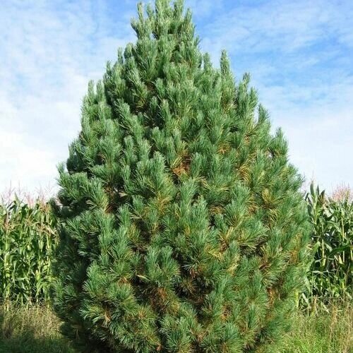 Сосна кедровая (Pinus cembra Cembra) (150-170см) от компании MetSnab - фото 1