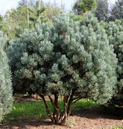 Сосна обыкновенная Ватерери (Pinus sylvestris Watereri) (100-120см, саженец конт. 130л) от компании MetSnab - фото 1