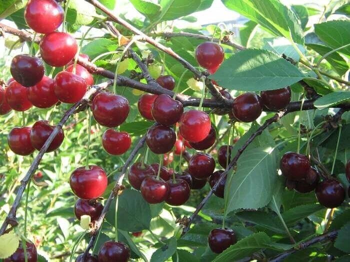 Вишня обыкновенная Prúnus cérasus Апухтинская (8 лет) от компании MetSnab - фото 1