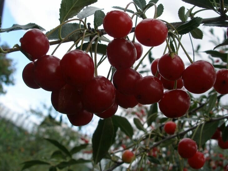 Вишня обыкновенная Prúnus cérasus Быстринка (8 лет) от компании MetSnab - фото 1