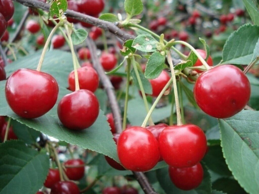 Вишня обыкновенная Prúnus cérasus Игрицкая (8 лет) от компании MetSnab - фото 1