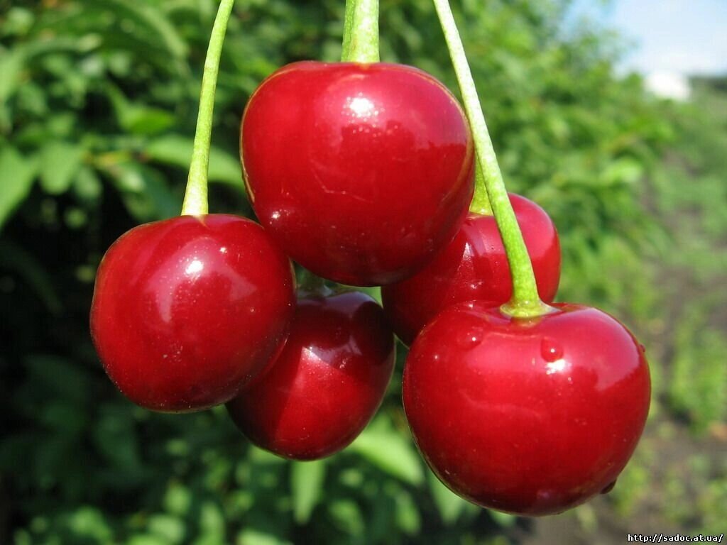 Вишня обыкновенная Prúnus cérasus Любская (8 лет) от компании MetSnab - фото 1