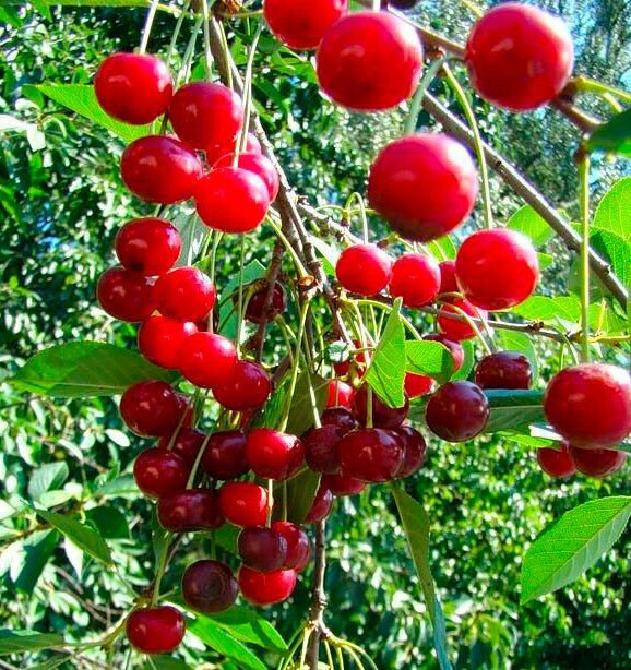 Вишня обыкновенная Prúnus cérasus Обильная (8 лет) от компании MetSnab - фото 1