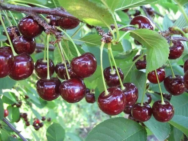 Вишня обыкновенная Prúnus cérasus Облачинская (8 лет) от компании MetSnab - фото 1