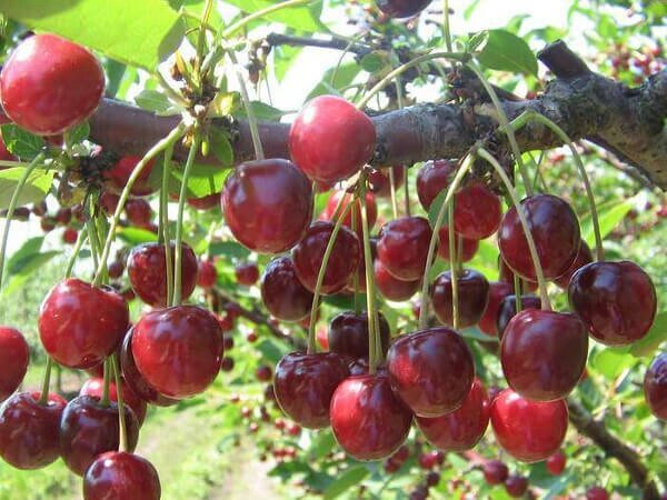 Вишня обыкновенная Prúnus cérasus Памяти Еникеева (8 лет) от компании MetSnab - фото 1