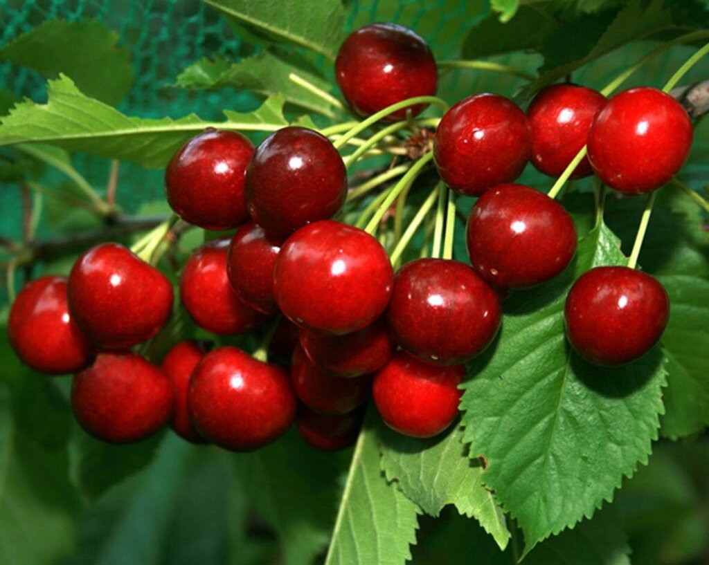 Вишня обыкновенная Prúnus cérasus Расторгуевская (8 лет) от компании MetSnab - фото 1