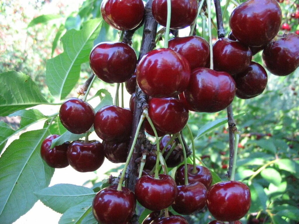 Вишня обыкновенная Prúnus cérasus Saniya (8 лет) от компании MetSnab - фото 1