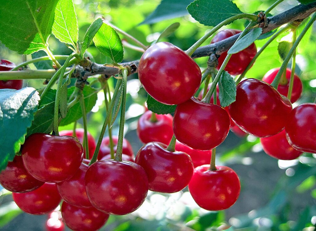 Вишня обыкновенная Prúnus cérasus Щедрая (8 лет) от компании MetSnab - фото 1