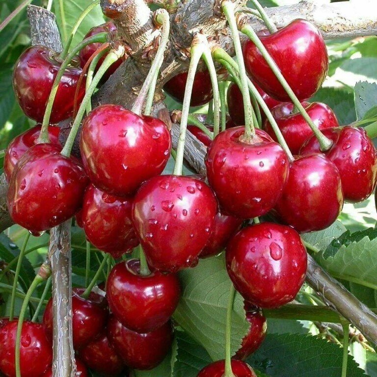 Вишня обыкновенная Prúnus cérasus Волочаевка (8 лет) от компании MetSnab - фото 1