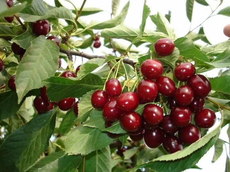 Вишня обыкновенная Prúnus cérasus Встреча (8 лет) от компании MetSnab - фото 1