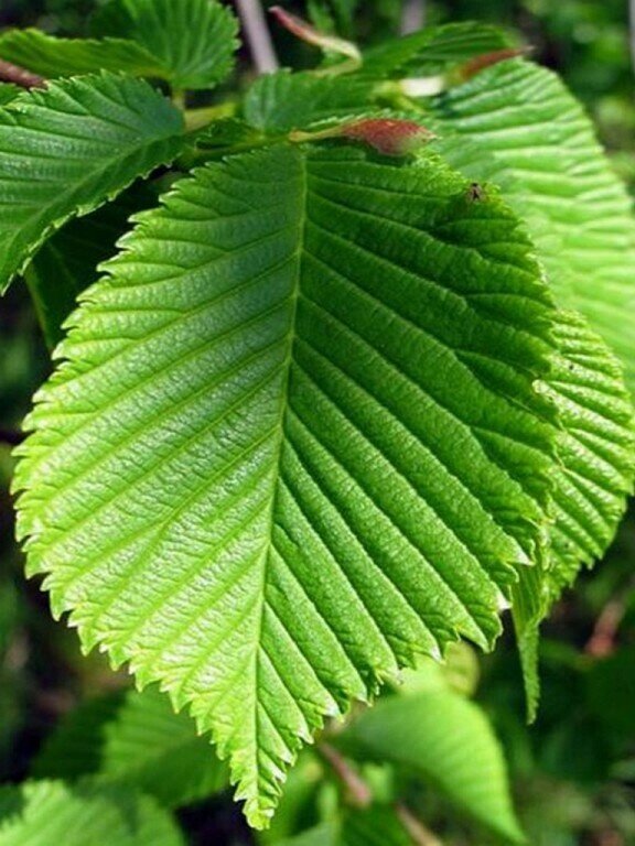 Вяз шершавый Ulmus glabra (4,0-4,5м/ком) от компании MetSnab - фото 1