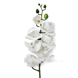 Орхидея фаленопсис Конэко-О 55421 76 см