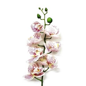 Орхидея фаленопсис Конэко-О 57621 76 см