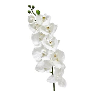 Орхидея фаленопсис Конэко-О 65721 102 см
