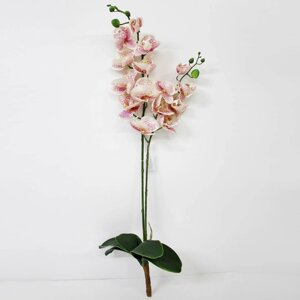 Орхидея фаленопсис с листьями Конэко-О KR_829 90 см