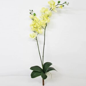 Орхидея фаленопсис с листьями Конэко-О KR_833 90 см
