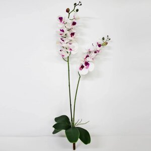 Орхидея фаленопсис с листьями Конэко-О KR_857 90 см