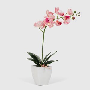 Орхидея Конэко-О 556_10159_185 в белом кашпо 60 см