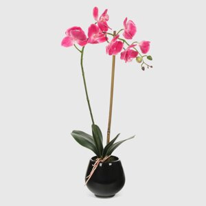 Орхидея Конэко-О 574_10164185 в черном кашпо 50 см