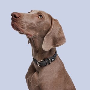 HiPet Ошейник для собак из биотана светоотражающий, обхват шеи 35 см, ширина 2 см, серый со звездами