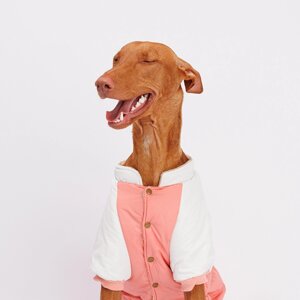 Petmax Комбинезон для собак, 4XL, розово-серый (девочка)