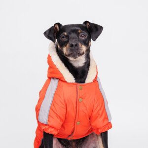 Petmax Комбинезон с капюшоном для собак, 2XL, оранжево-серый