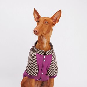 Petmax Куртка для собак, 4XL, фиолетовая