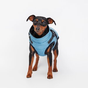 Rungo Попона теплая со шлейкой для собак, M, синяя