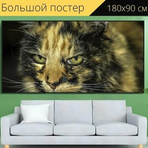 Большой постер "Кошка, кошка крупным планом фото, таунсвилл кот" 180 x 90 см. для интерьера