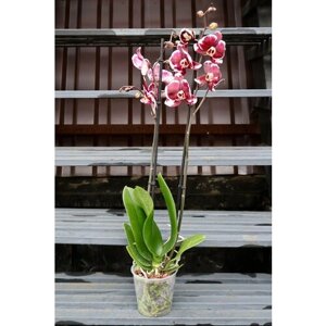 Бордовая Орхидея Фаленопсис "Наоми"D-12 H-60)