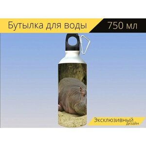 Бутылка фляга для воды "Бегемот, природа, животные" 750 мл. с карабином и принтом