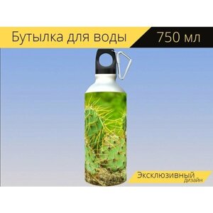 Бутылка фляга для воды "Кактус, позвоночник, природа" 750 мл. с карабином и принтом