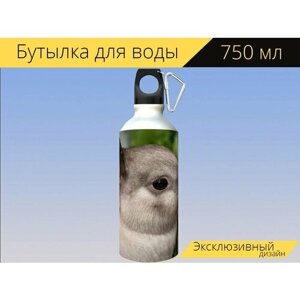 Бутылка фляга для воды "Карликовый кролик, цвет карлика, домашнее животное" 750 мл. с карабином и принтом