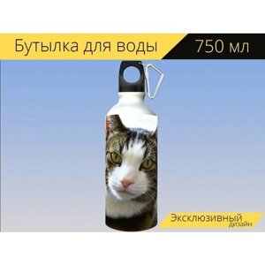 Бутылка фляга для воды "Кот, домашнее животное, уютный" 750 мл. с карабином и принтом