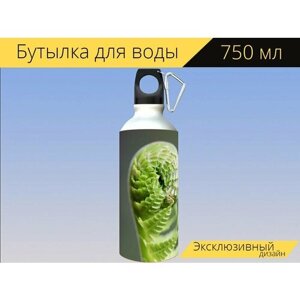 Бутылка фляга для воды "Папоротник, росток, завод" 750 мл. с карабином и принтом