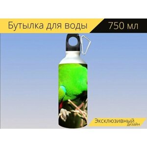 Бутылка фляга для воды "Самец эклектус попугай, открытый, дикий" 750 мл. с карабином и принтом