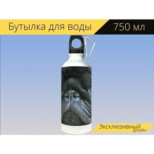 Бутылка фляга для воды "Собака, домашнее животное, мопс" 750 мл. с карабином и принтом