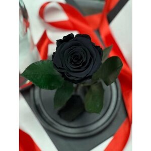 Черная роза в колбе "Мини" с подарочной коробкой/21 см