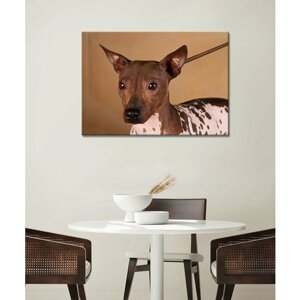 Картина - Американский лысый терьер, бесшерстый терьер, порода терьер, собака терьер (2) 60х80
