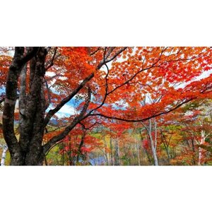 Картина на холсте 110x60 LinxOne "Осень речка красота небо" интерьерная для дома / на стену / на кухню / с подрамником