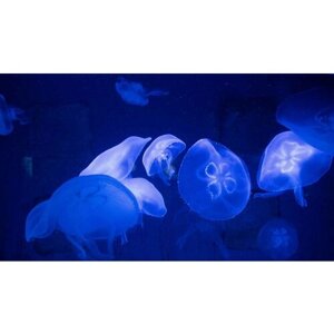 Картина на холсте 60x110 LinxOne "Медузы, подводный мир, щупальцы, вид" интерьерная для дома / на стену / на кухню / с подрамником