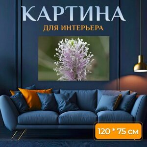 Картина на холсте "Цветок, блум, цвести" на подрамнике 120х75 см. для интерьера