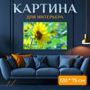 Картина на холсте "Цветок, подсолнечник, солнечный" на подрамнике 120х75 см. для интерьера