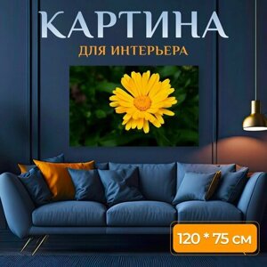 Картина на холсте "Календулы, цветок, желтый цветок" на подрамнике 120х75 см. для интерьера