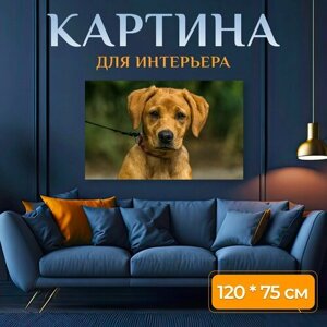 Картина на холсте "Лабрадор, щенок, собака" на подрамнике 120х75 см. для интерьера
