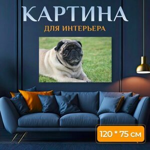 Картина на холсте "Мопс, собака, домашний питомец" на подрамнике 120х75 см. для интерьера