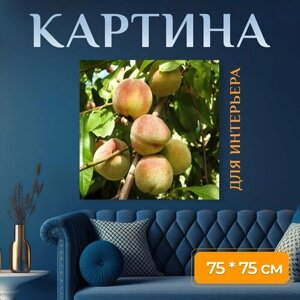 Картина на холсте "Персики, персиковое дерево, фрукты" на подрамнике 75х75 см. для интерьера