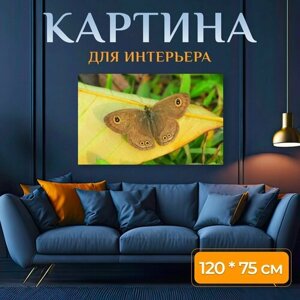 Картина на холсте "Природа, бабочка, дикой природы" на подрамнике 120х75 см. для интерьера
